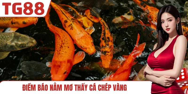 Điềm báo nằm mơ thấy cá chép vàng